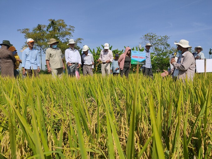 Nông Dân Ninh Quới Đối Diện Thách Thức Giá Lúa Giảm, Chi Phí Tăng 2 Nông Dân Ninh Quới Đối Diện Thách Thức Giá Lúa Giảm, Chi Phí Tăng
